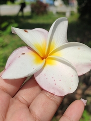 Plumeria