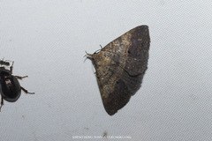 Oxaenanus brontesalis