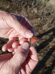 Arphia pseudonietana