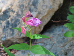 Nothochelone nemorosa