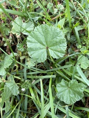 Malva