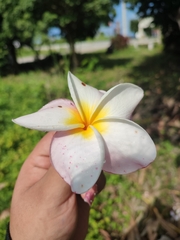 Plumeria
