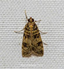 Pyraloidea