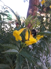 Xylocopa californica