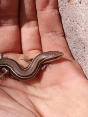 Aspronema dorsivittatum
