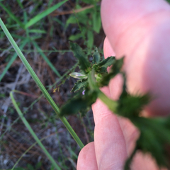 Lobelia brevifolia