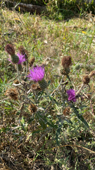 Cirsium flodmanii
