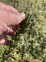 Oenothera parviflora