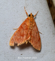 Hyalobathra