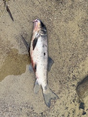 Catostomus commersonii