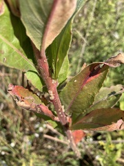 Oenothera parviflora