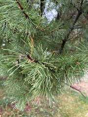 Pinaceae