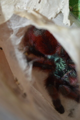 Caribena versicolor