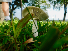 Amanita rubescens