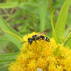 Philanthus bilunatus