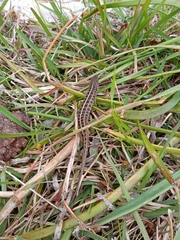 Trachylepis capensis