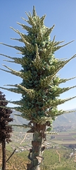 Puya alpestris
