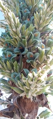 Puya alpestris