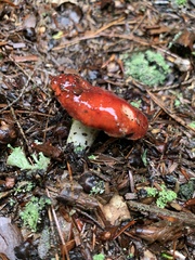 Hypomyces luteovirens