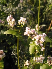 Fagopyrum esculentum