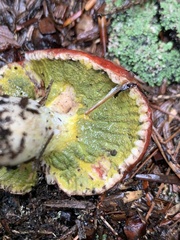 Hypomyces luteovirens