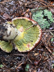 Hypomyces luteovirens