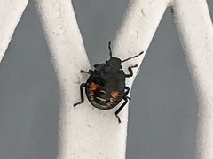 Asopinae
