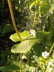 Fagopyrum esculentum