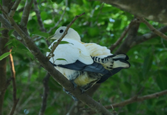 Ducula spilorrhoa