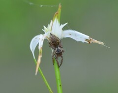 Habronattus brunneus