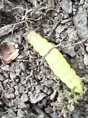 Plodia interpunctella