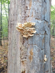 Laetiporus sulphureus