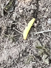 Plodia interpunctella