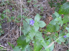 Ruellia drummondiana