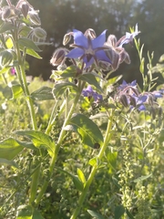 Borago officinalis