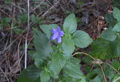 Ruellia drummondiana