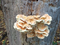 Laetiporus sulphureus