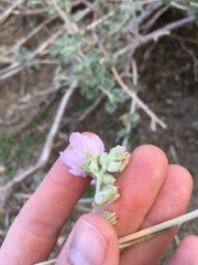 Malacothamnus orbiculatus