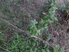 Ruellia drummondiana