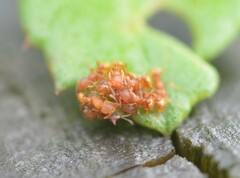 Wasmannia auropunctata