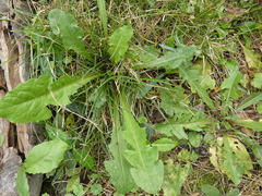 Taraxacum officinale