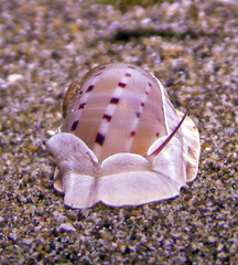 Naticarius alapapilionis