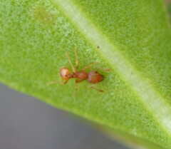 Wasmannia auropunctata