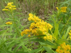 Philanthus bilunatus