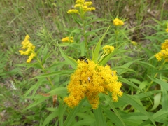 Philanthus bilunatus
