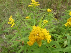 Philanthus bilunatus