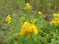Philanthus bilunatus