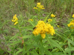 Philanthus bilunatus