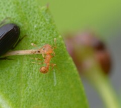 Wasmannia auropunctata