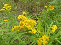 Philanthus bilunatus